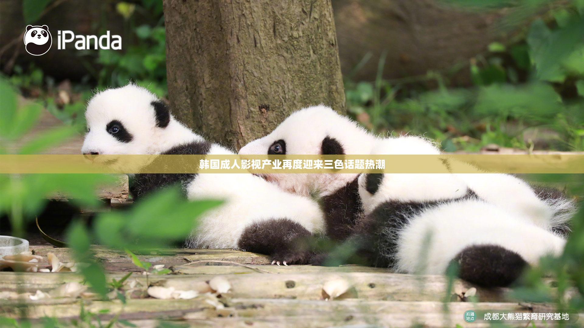 韩国成人影视产业再度迎来三色话题热潮