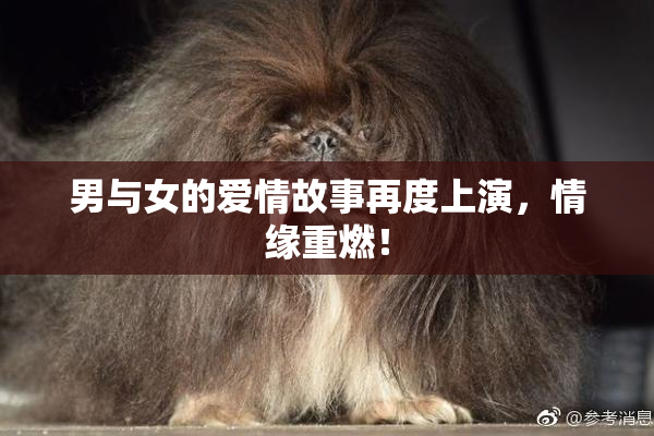 男与女的爱情故事再度上演，情缘重燃！