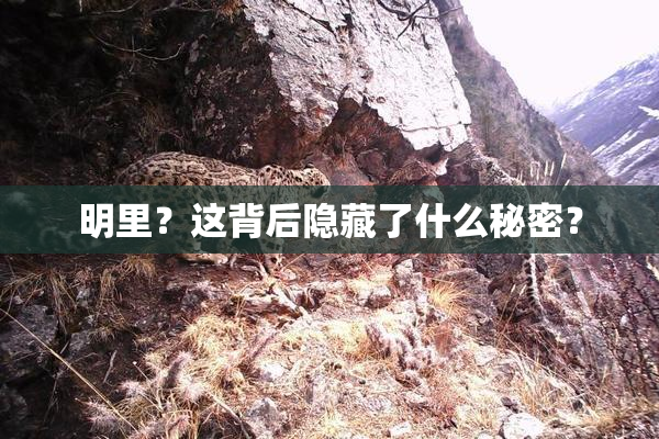 明里？这背后隐藏了什么秘密？