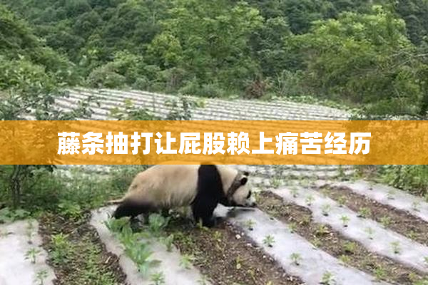 藤条抽打让屁股赖上痛苦经历