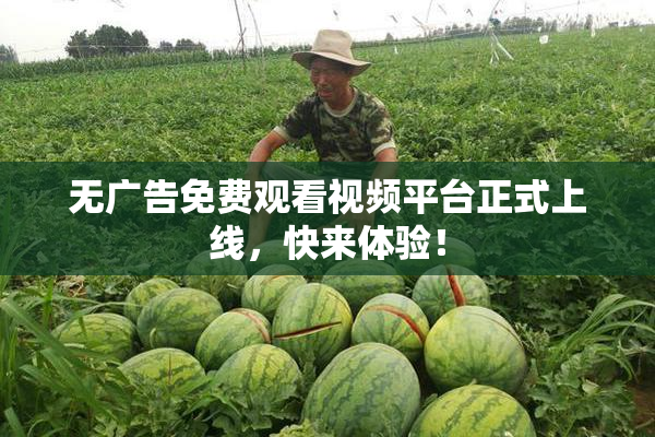 无广告免费观看视频平台正式上线，快来体验！