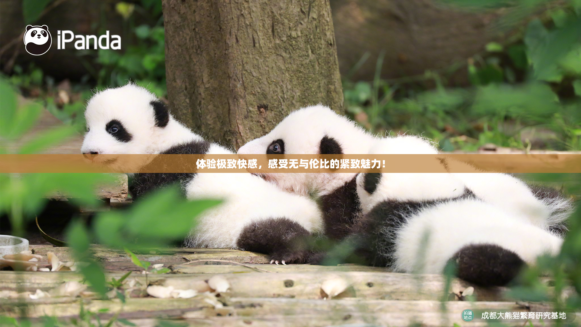 体验极致快感，感受无与伦比的紧致魅力！