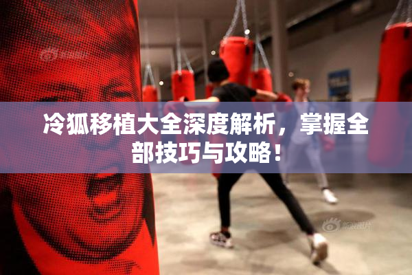 冷狐移植大全深度解析，掌握全部技巧与攻略！