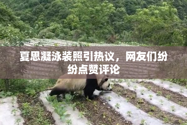 夏思凝泳装照引热议，网友们纷纷点赞评论