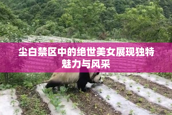 尘白禁区中的绝世美女展现独特魅力与风采