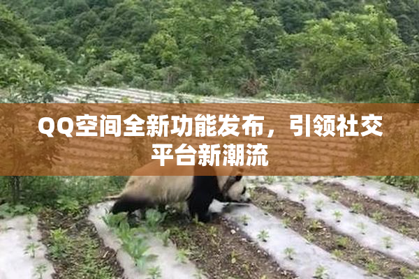 QQ空间全新功能发布，引领社交平台新潮流