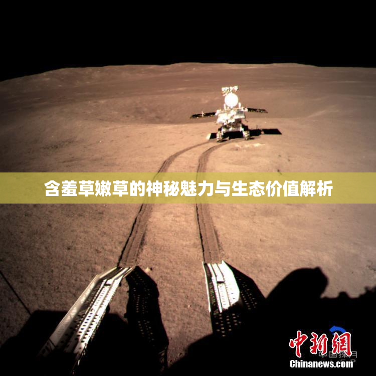含羞草嫩草的神秘魅力与生态价值解析