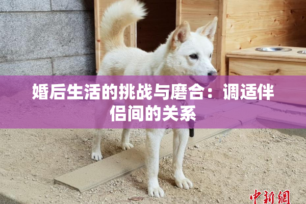 婚后生活的挑战与磨合：调适伴侣间的关系