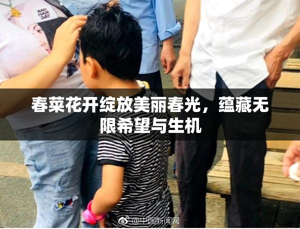 春菜花开绽放美丽春光，蕴藏无限希望与生机