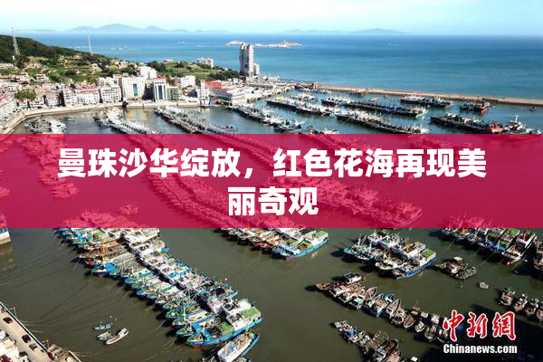 曼珠沙华绽放，红色花海再现美丽奇观