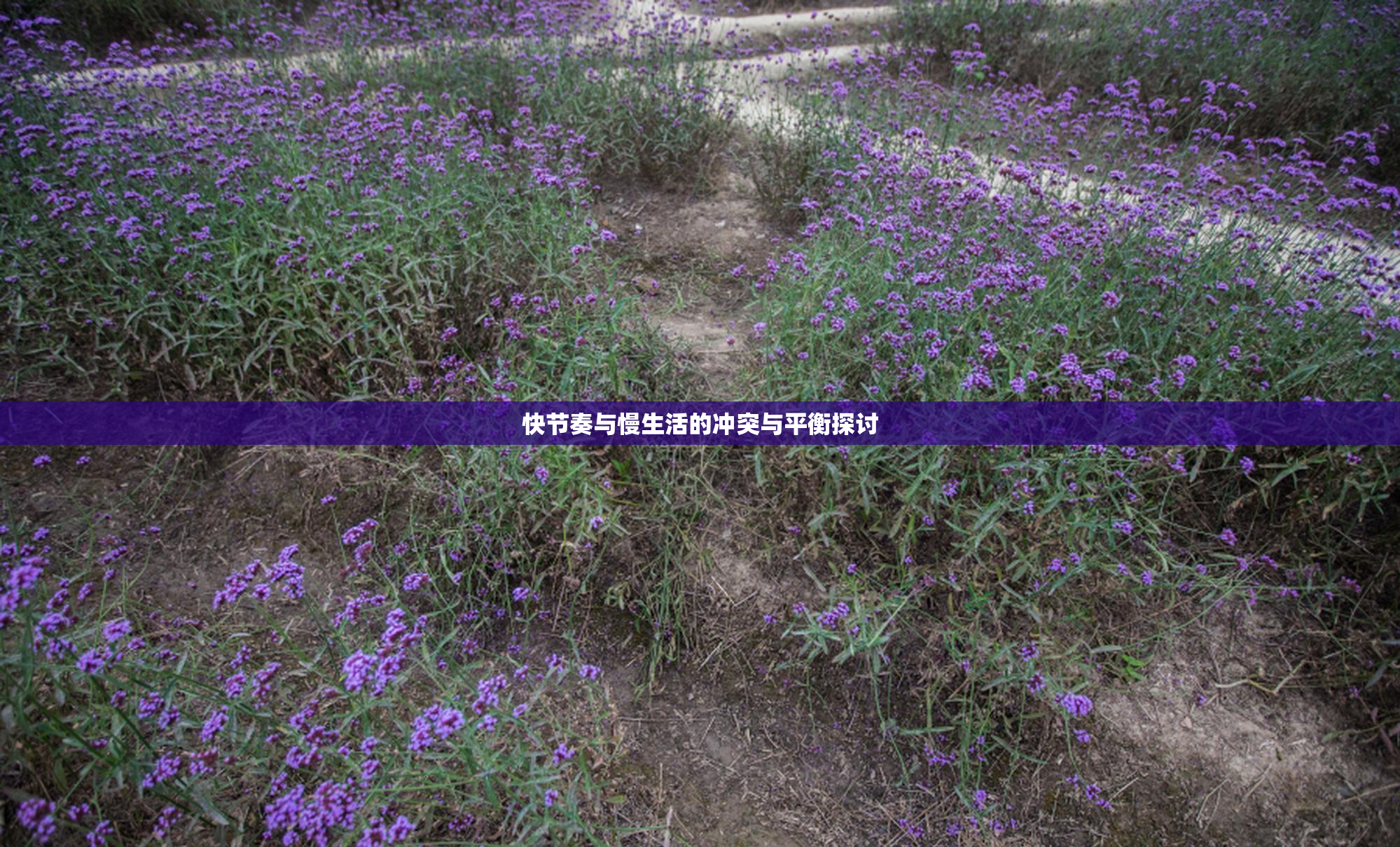 快节奏与慢生活的冲突与平衡探讨
