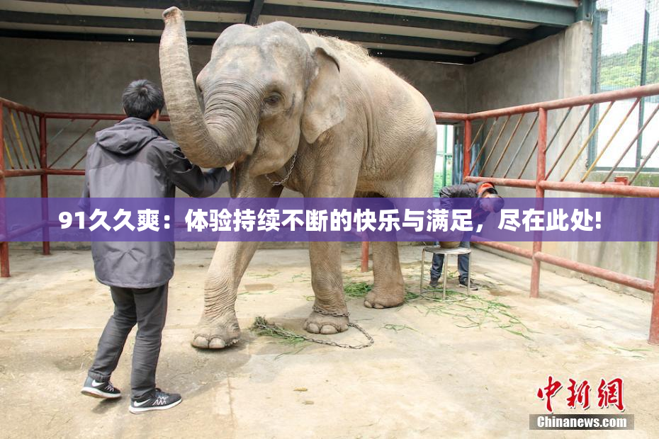 91久久爽：体验持续不断的快乐与满足，尽在此处!