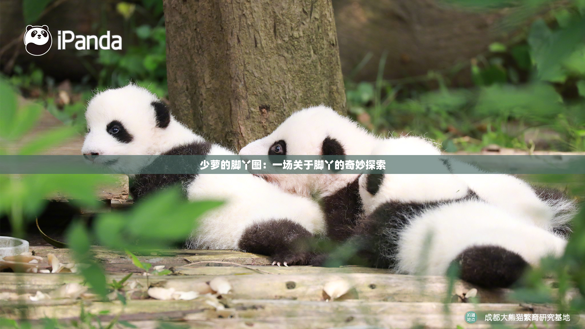少萝的脚丫图：一场关于脚丫的奇妙探索