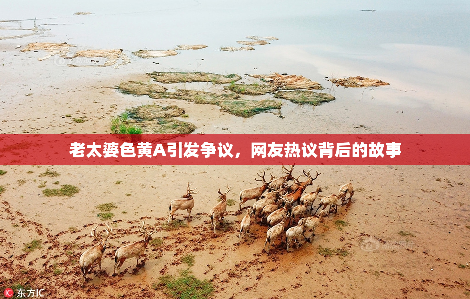 老太婆色黄A引发争议，网友热议背后的故事