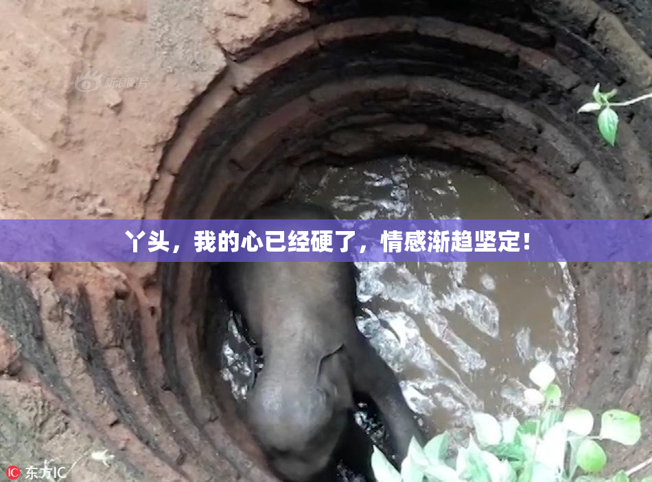 丫头，我的心已经硬了，情感渐趋坚定！