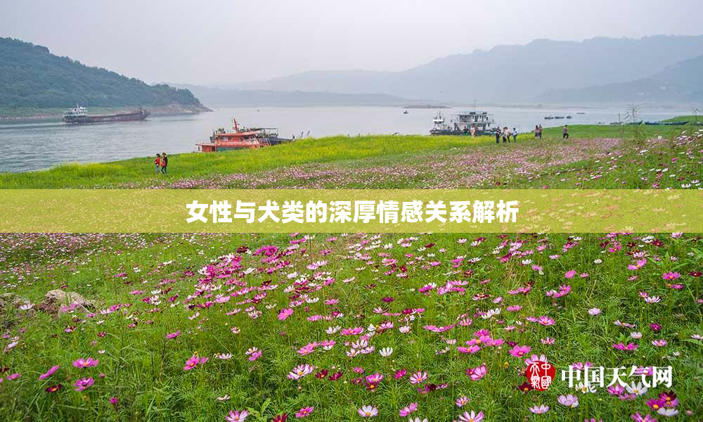 女性与犬类的深厚情感关系解析