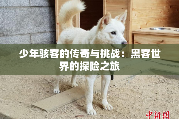 少年骇客的传奇与挑战：黑客世界的探险之旅