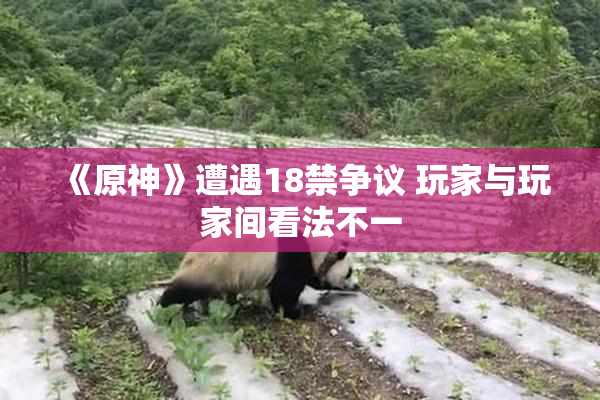 《原神》遭遇18禁争议 玩家与玩家间看法不一