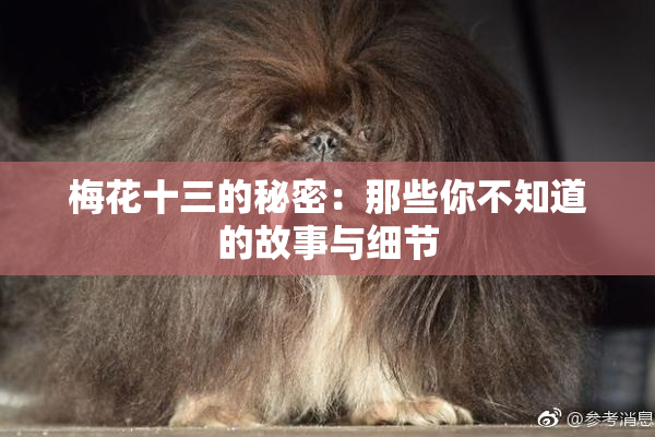 梅花十三的秘密：那些你不知道的故事与细节