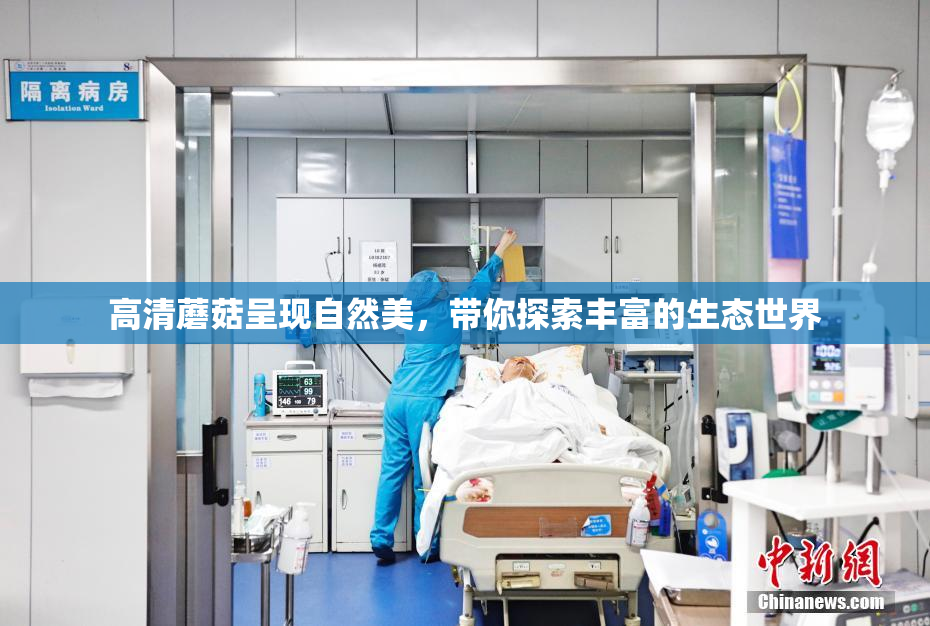 高清蘑菇呈现自然美，带你探索丰富的生态世界