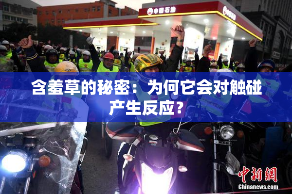 含羞草的秘密：为何它会对触碰产生反应？
