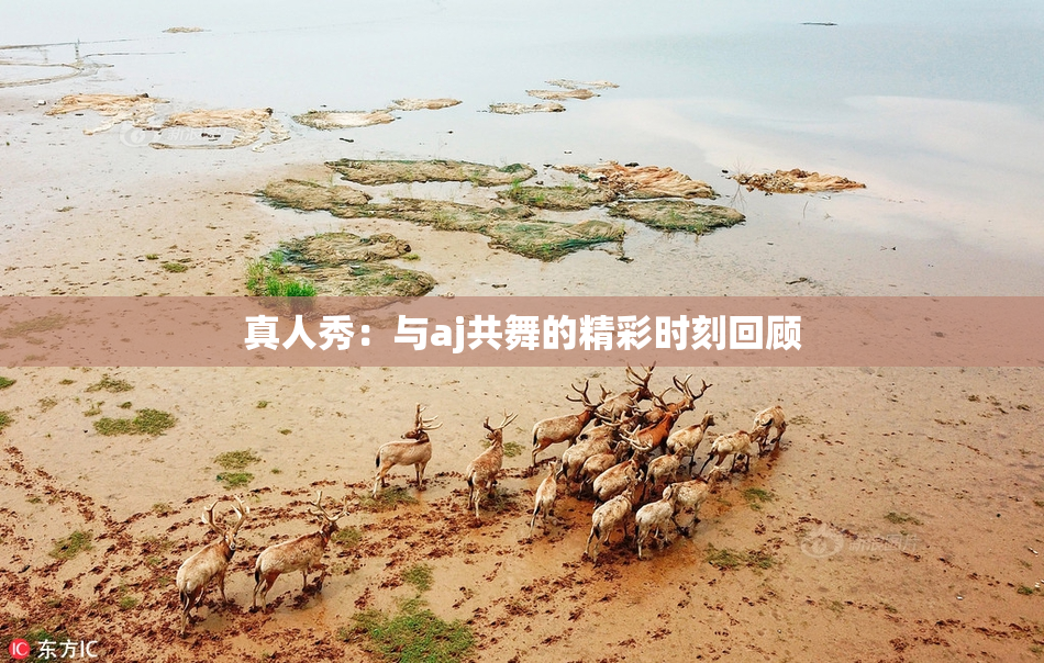 真人秀：与aj共舞的精彩时刻回顾