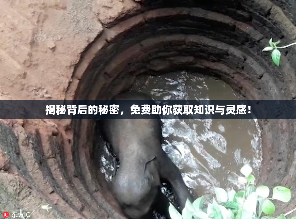 揭秘背后的秘密，免费助你获取知识与灵感！