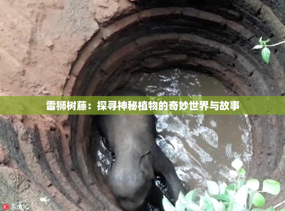 雷狮树藤：探寻神秘植物的奇妙世界与故事