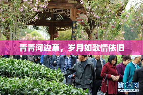 青青河边草，岁月如歌情依旧