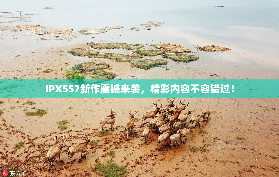 IPX557新作震撼来袭，精彩内容不容错过！