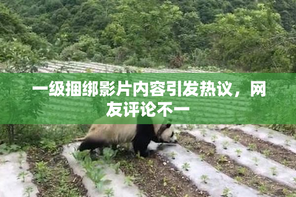 一级捆绑影片内容引发热议，网友评论不一