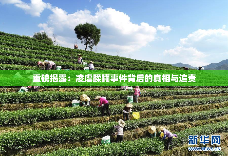 重磅揭露：凌虐蹂躏事件背后的真相与追责