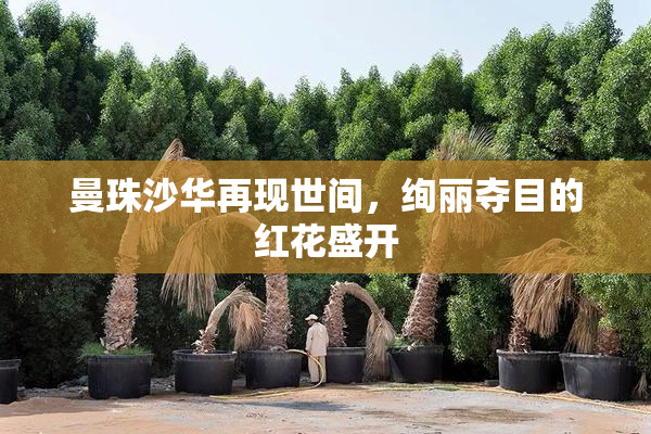 曼珠沙华再现世间，绚丽夺目的红花盛开