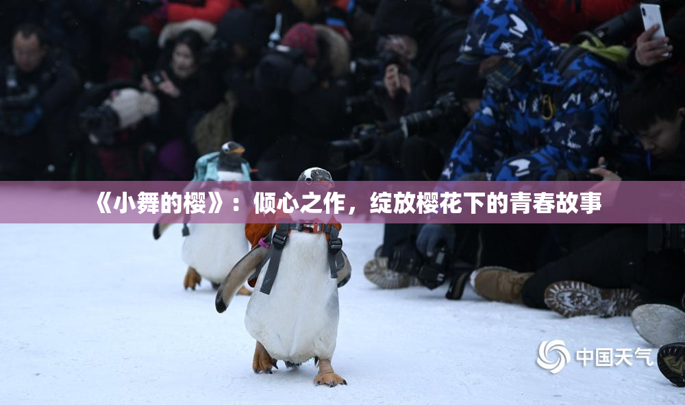 《小舞的樱》：倾心之作，绽放樱花下的青春故事
