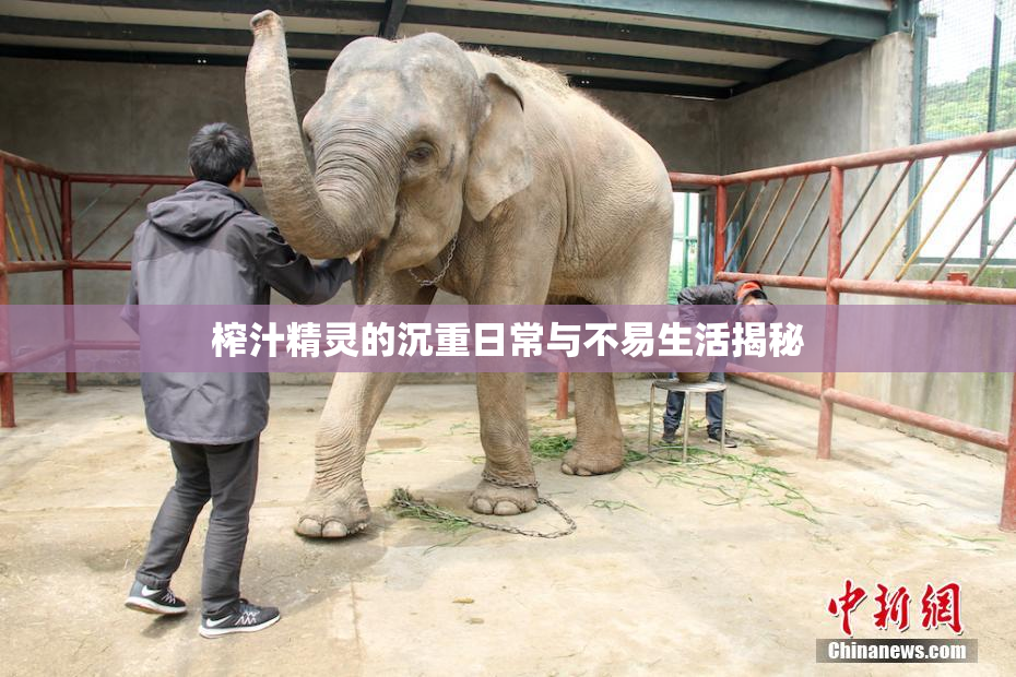 榨汁精灵的沉重日常与不易生活揭秘