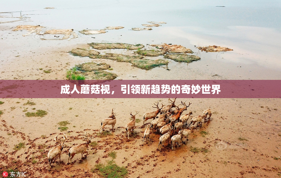 成人蘑菇视，引领新趋势的奇妙世界