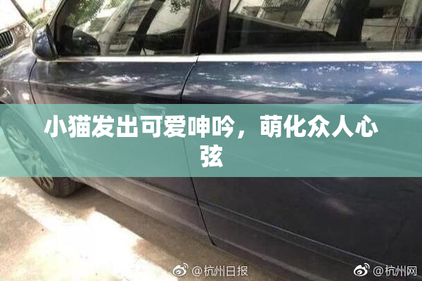 小猫发出可爱呻吟，萌化众人心弦