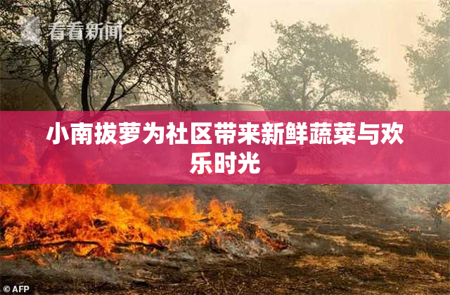 小南拔萝为社区带来新鲜蔬菜与欢乐时光