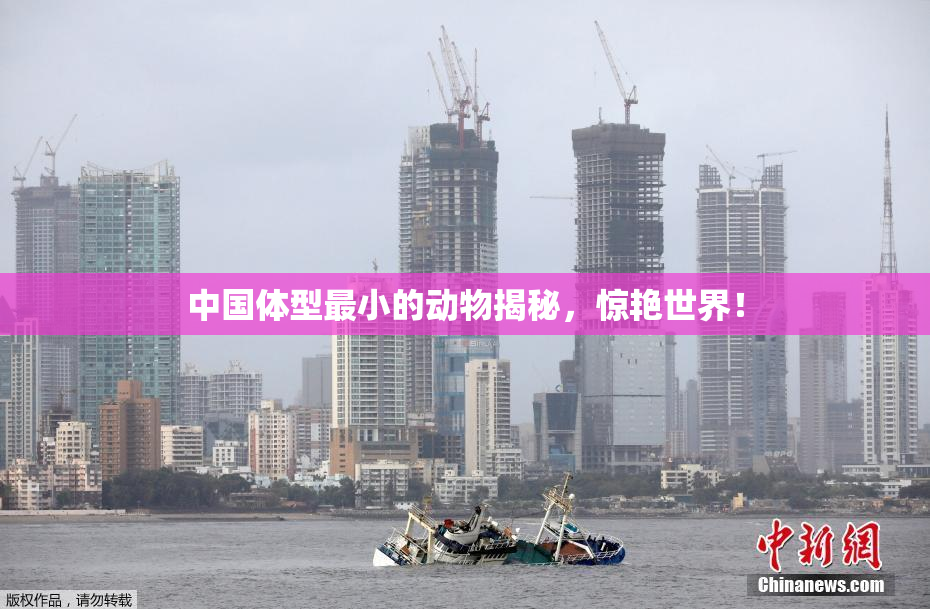 中国体型最小的动物揭秘，惊艳世界！
