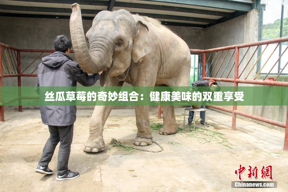 丝瓜草莓的奇妙组合：健康美味的双重享受