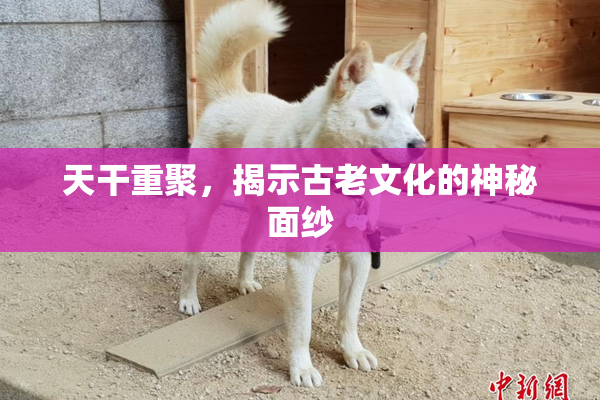 天干重聚，揭示古老文化的神秘面纱
