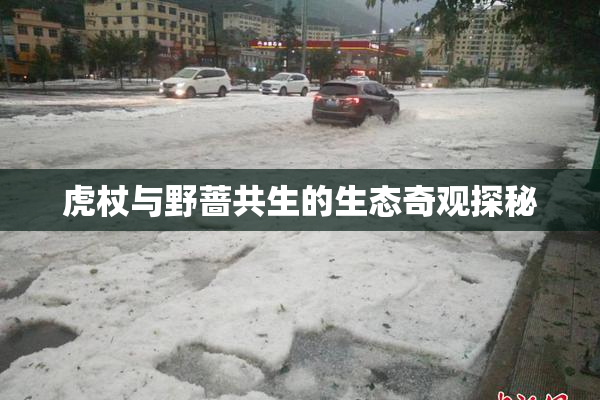 虎杖与野蔷共生的生态奇观探秘