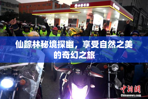 仙踪林秘境探幽，享受自然之美的奇幻之旅