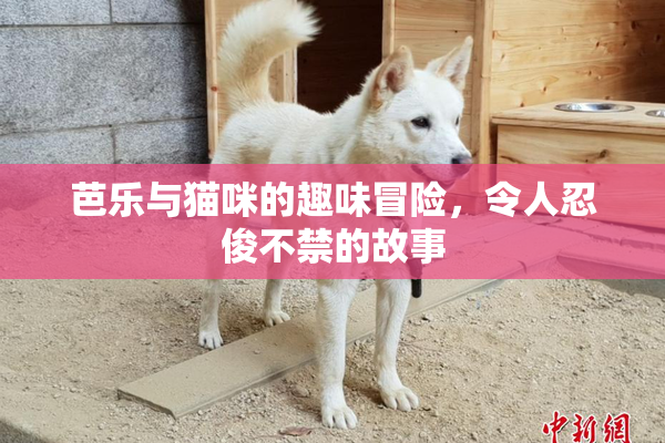 芭乐与猫咪的趣味冒险，令人忍俊不禁的故事
