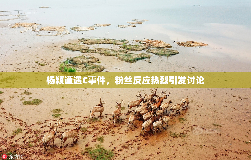 杨颖遭遇C事件，粉丝反应热烈引发讨论