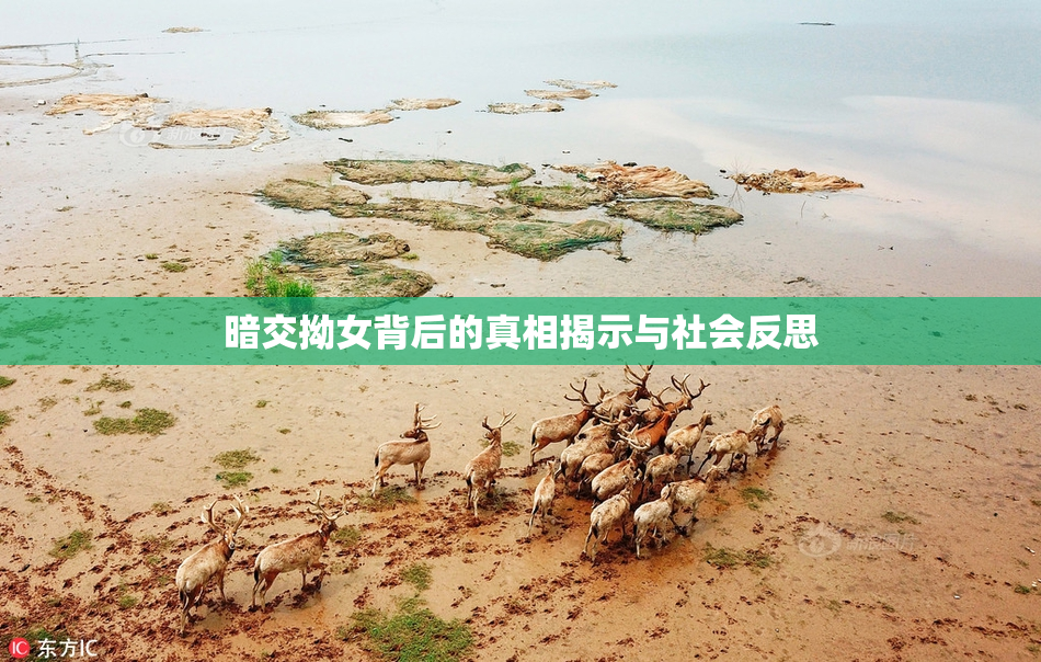 暗交拗女背后的真相揭示与社会反思