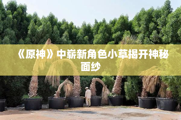 《原神》中崭新角色小草揭开神秘面纱
