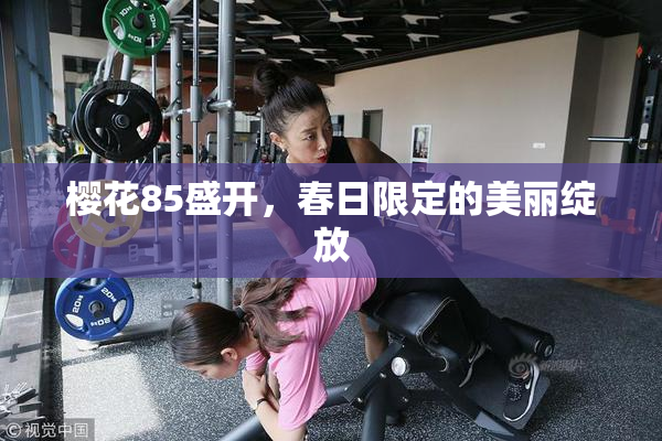 樱花85盛开，春日限定的美丽绽放