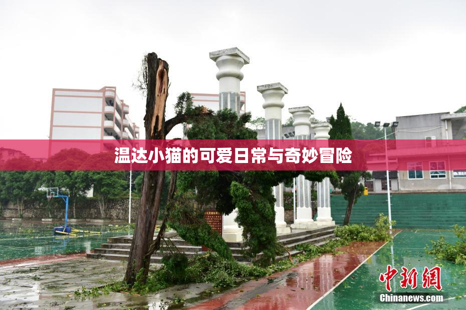 温达小猫的可爱日常与奇妙冒险