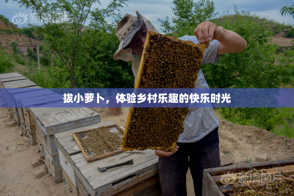 拔小萝卜，体验乡村乐趣的快乐时光